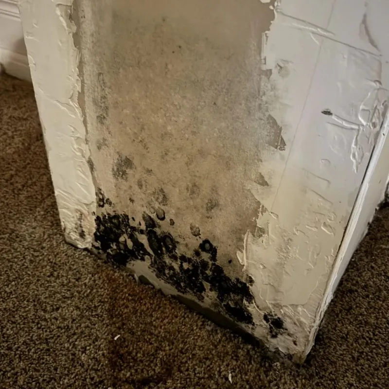 Professional Mold Removal in Mendon, UT